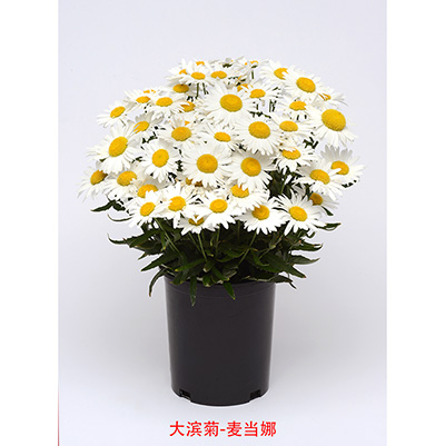 大滨菊 麦当娜F1