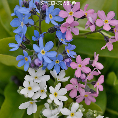 勿忘草 恋人系列