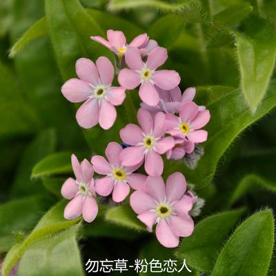 勿忘草 恋人系列