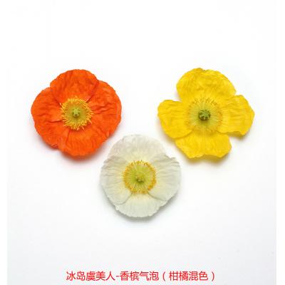 冰岛虞美人 香槟气泡系列F1