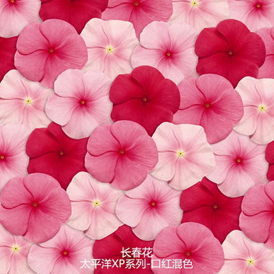 直立生长型长春花 太平洋XP系列