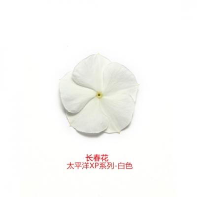 直立生长型长春花 太平洋XP系列