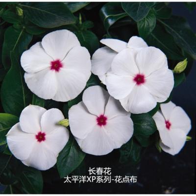 直立生长型长春花 太平洋XP系列