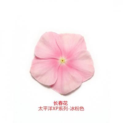 直立生长型长春花 太平洋XP系列