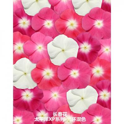 直立生长型长春花 太平洋XP系列