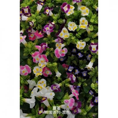夏堇 可爱系列