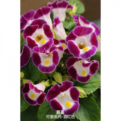 夏堇 可爱系列