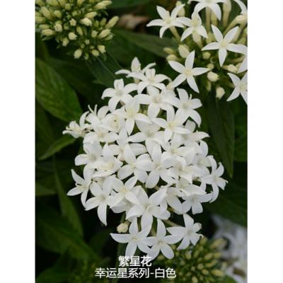 繁星花 幸运星系列F1