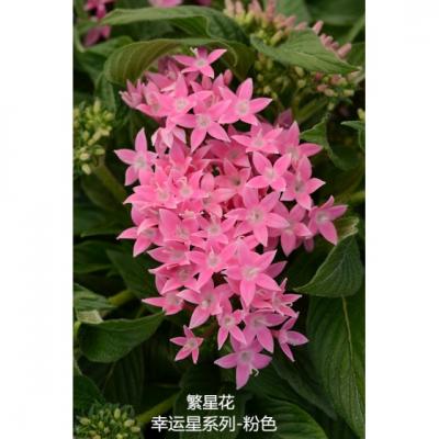 繁星花 幸运星系列F1