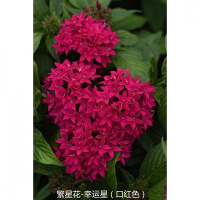 繁星花 幸运星系列F1