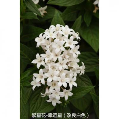 繁星花 幸运星系列F1