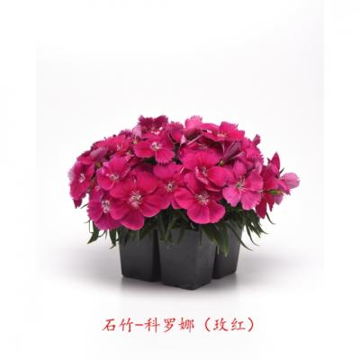 单瓣石竹 科罗娜系列F1