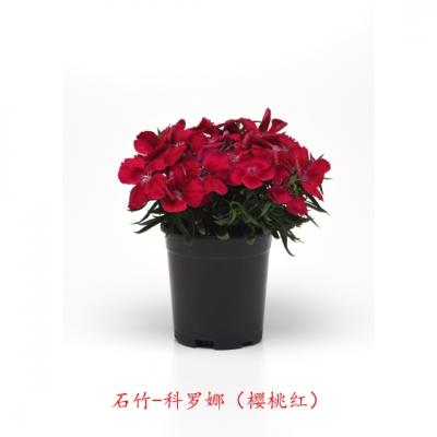 单瓣石竹 科罗娜系列F1