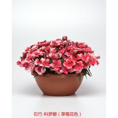 单瓣石竹 科罗娜系列F1