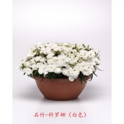 单瓣石竹 科罗娜系列F1