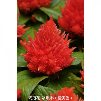 鸡冠花 冰淇淋系列