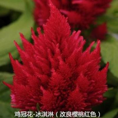 鸡冠花 冰淇淋系列